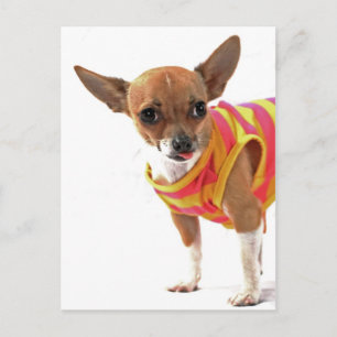 Rolig hund skapar ansikte Chihuahua Vykort