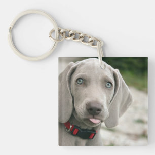 Rolig hund som sticker ut tungan foto