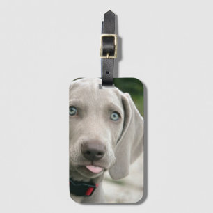Rolig hund stift för Tunga ut-foto Bagagebricka