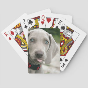 Rolig hund stift för Tunga ut-foto Casinokort