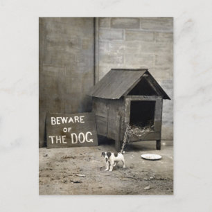 rolig hund stjärnor vykort