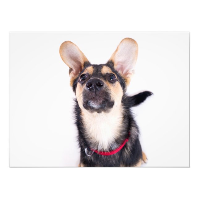 Rolig hund valp fototryck (Framsidan)