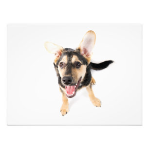 Rolig hund valp fototryck