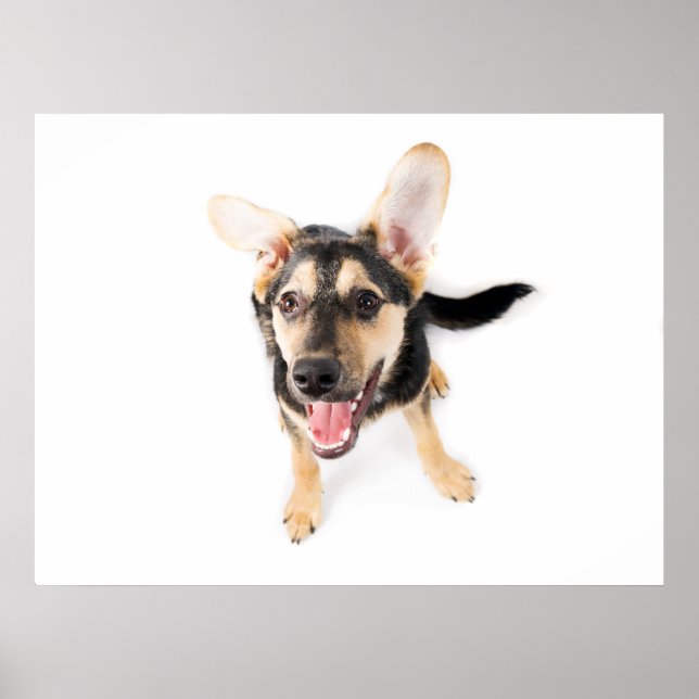Rolig hund valp poster (Framsidan)