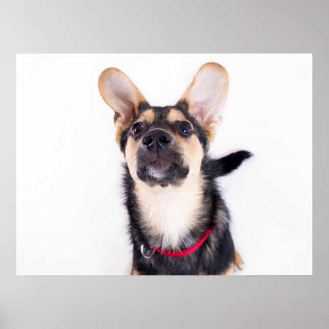 Rolig hund valp poster (Framsidan)