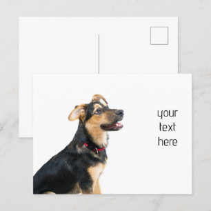 Rolig hund valp vykort