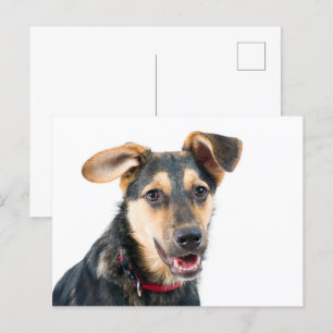 Rolig hund valp vykort