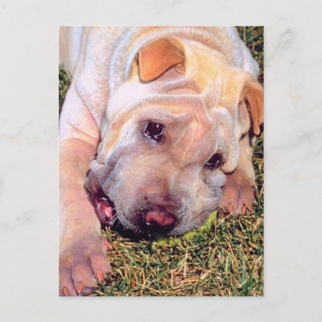 rolig hund vykort (Framsida)