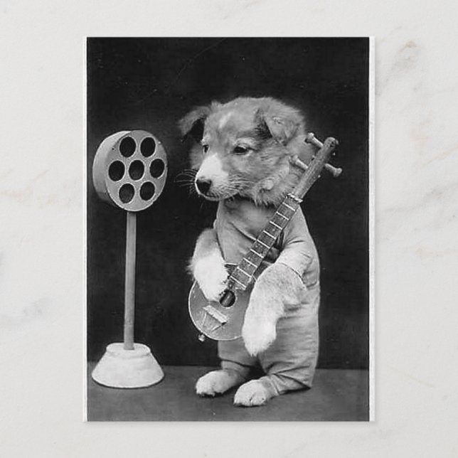 Rolig JACK RUSSELL Terrier hund spelar banjo Vykort (Framsida)