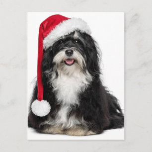 Rolig julHavanese hund med den Santa hatten Helg Vykort