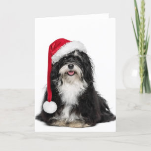 Rolig julHavanese hund med den Santa hatten Helgkort