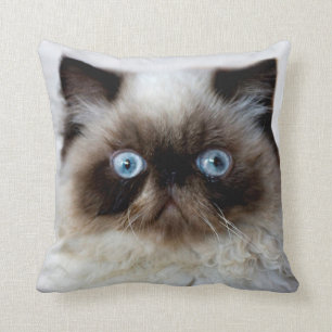 Rolig katt kudde