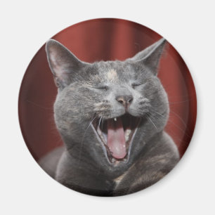 Rolig katt magnet