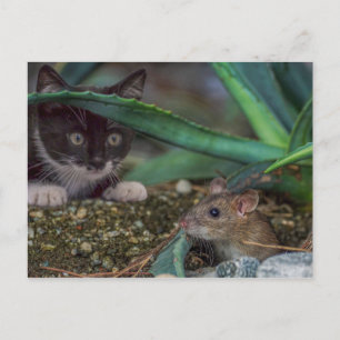 Rolig katt- och mus-postkort vykort