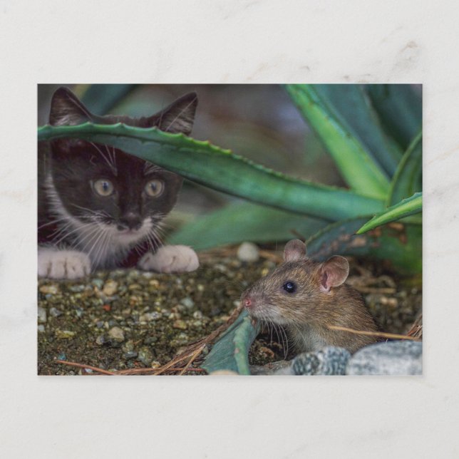 Rolig katt- och mus-postkort vykort (Framsida)