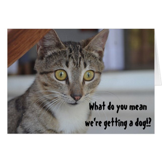 Rolig katt som överraskar hund humor överraskning hälsningskort (Framsidan Horizontal)