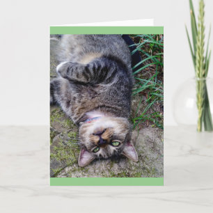 Rolig katt TENS-enhet Kort