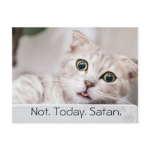 Rolig Katt Text