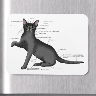 Rolig kattanatomi diagram humor Nörd Magnet