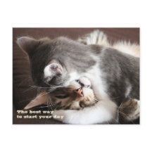 Rolig kattåtstramningkram