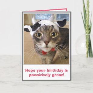Rolig kattfödelsedag kort