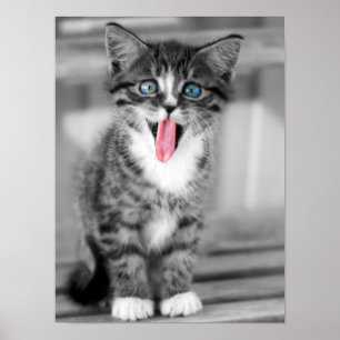 Rolig kattunge poster