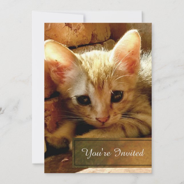 Rolig kattungefestis inbjudningar (Framsida)