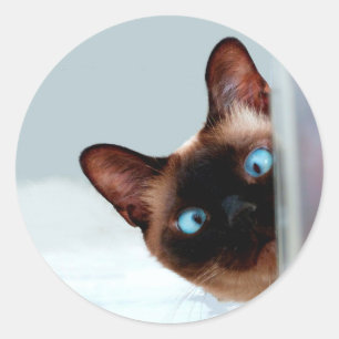 Rolig kika Siamese katt Runt Klistermärke