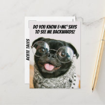 Rolig kinesisk mops Söt valp Hund Djursteori 