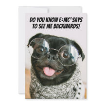 Rolig kinesisk mops söt valp hund djurteori 