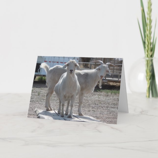 Rolig komplimang för getårsdaggrattis kort (Framsida)