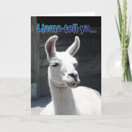 Rolig Lama Grattis på födelsedagen Kort