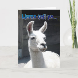 Rolig Lama Grattis på födelsedagen Kort