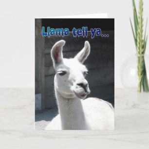 Rolig Lama Grattis på födelsedagen Kort