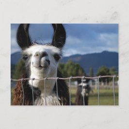 Rolig le Llama i sydliga Oregon Vykort