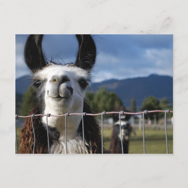 Rolig le Llama i sydliga Oregon Vykort (Framsida)