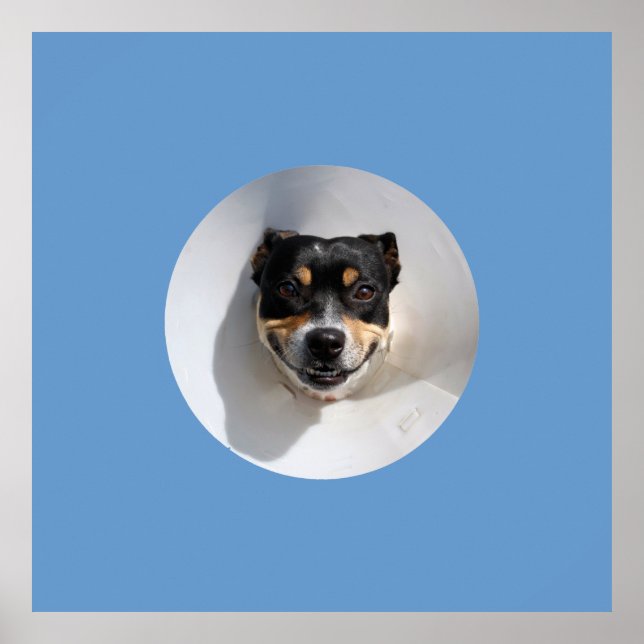 Rolig leende hund poster (Framsidan)