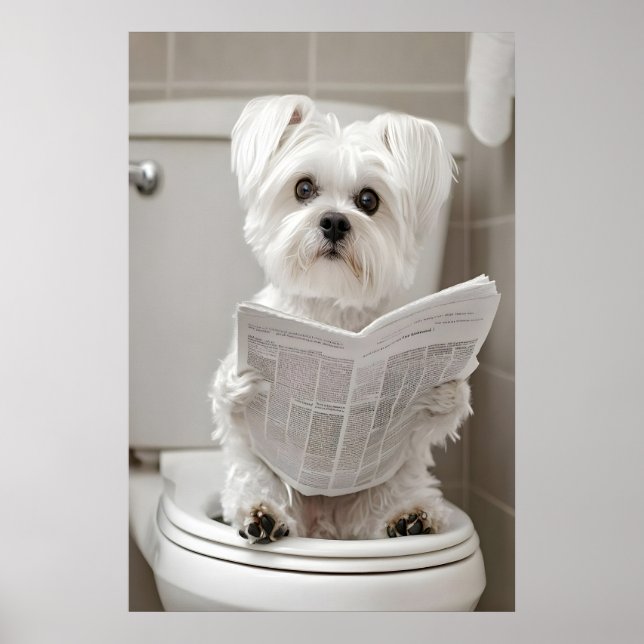 Rolig Malteser Hund Badrumstryck, Tidningskonst Poster (Framsidan)