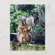 Rolig manlig ekorre fotografering djur nötter humo