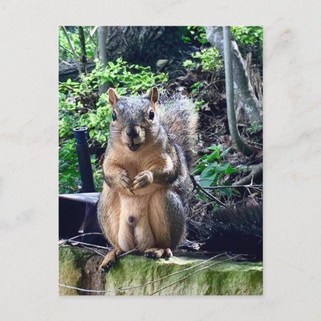 Rolig manlig ekorre fotografi djur nötter humor vykort (Framsida)