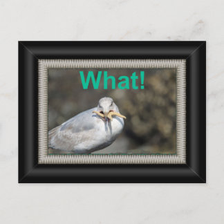 Rolig mås som försöker äta en sjöstjärna vykort