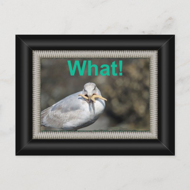 Rolig mås som försöker äta en sjöstjärna vykort (Framsida)