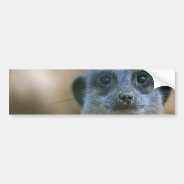 Rolig Meerkat Bildekal (Framsidan)