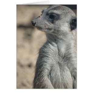 Rolig Meerkat Hälsningskort