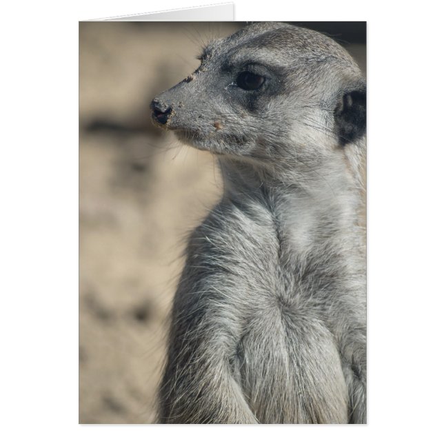 Rolig Meerkat Hälsningskort (Framsidan)