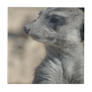 Rolig Meerkat Kakelplatta