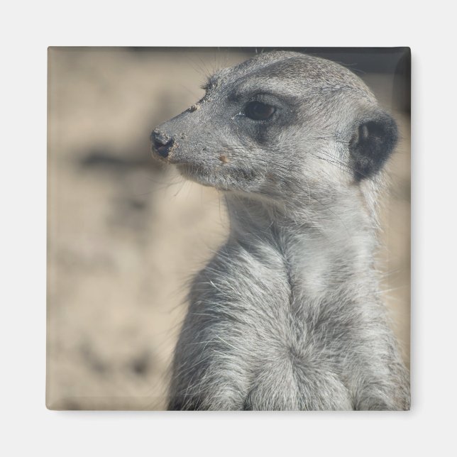 Rolig Meerkat Magnet (Framsidan)