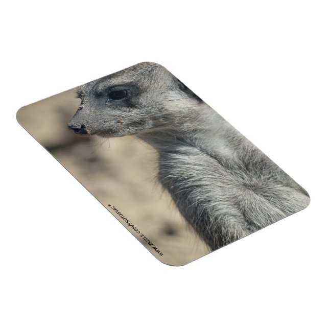 Rolig Meerkat Magnet (Högersidan)