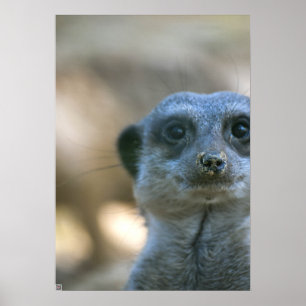 Rolig Meerkat Poster
