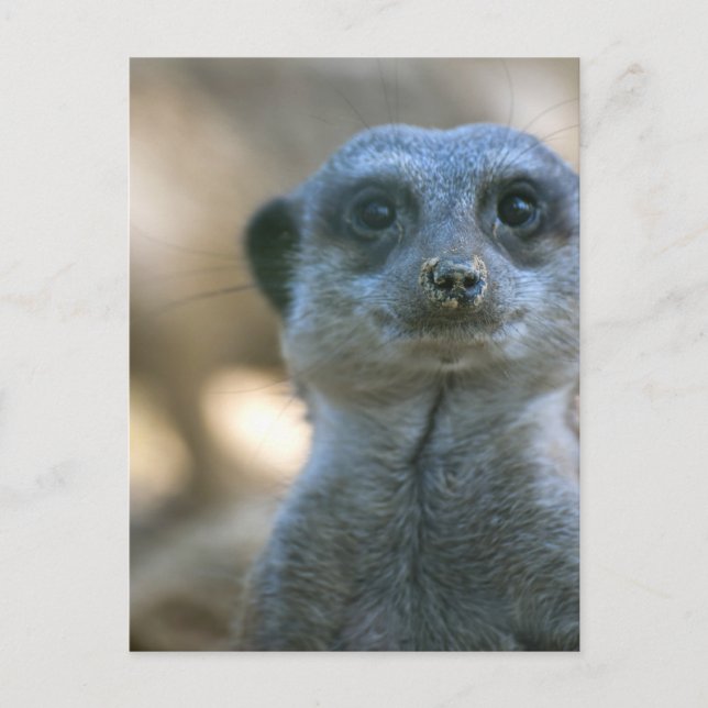 Rolig Meerkat Vykort (Framsida)